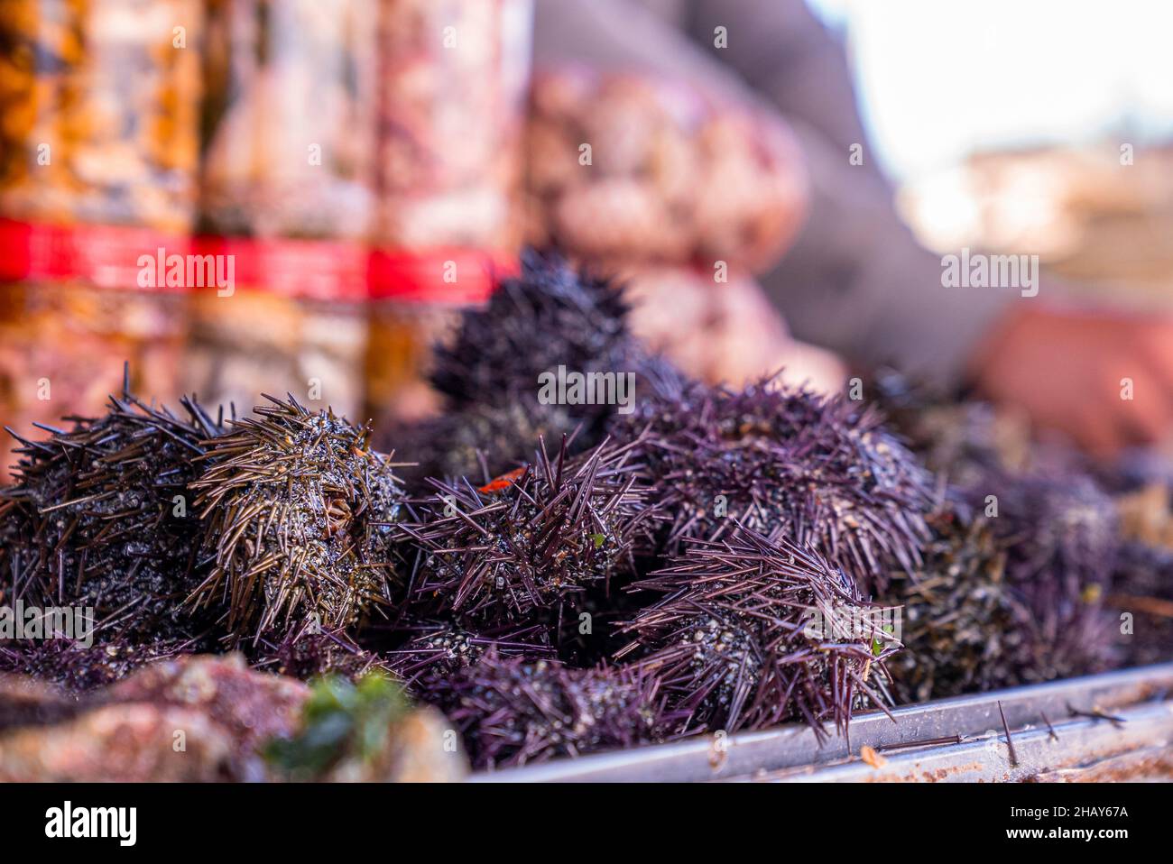 Nahaufnahme von rohen frischen Purpurseeigeln auf dem Tisch auf dem Fischmarkt Stockfoto