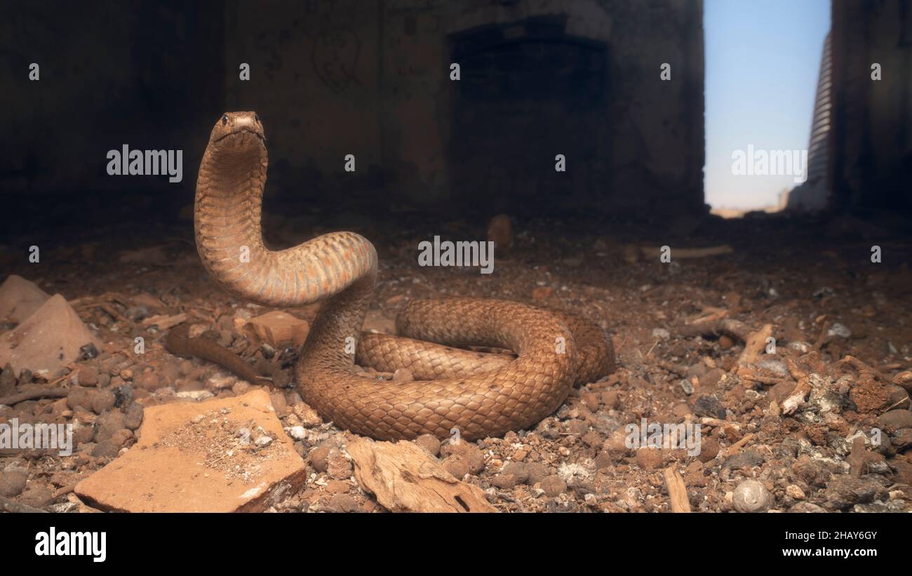 Wilde, braune Westernschlange (Pseudonaja nuchalis) in defensiver Haltung im verlassenen Gebäude in Australien Stockfoto