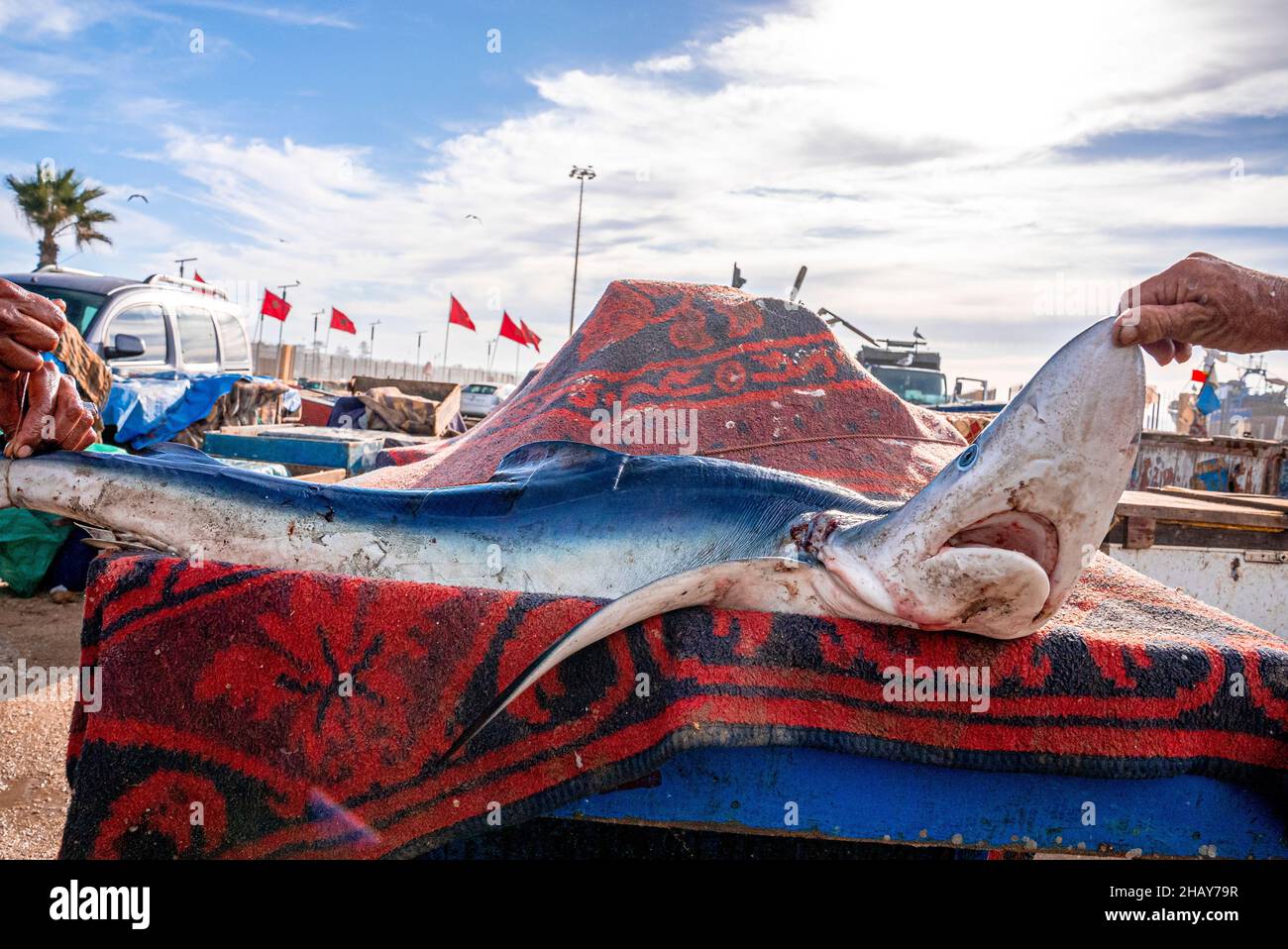 Frisch gefangener roher Fisch auf Teppich zum Verkauf im Hafen Stockfoto