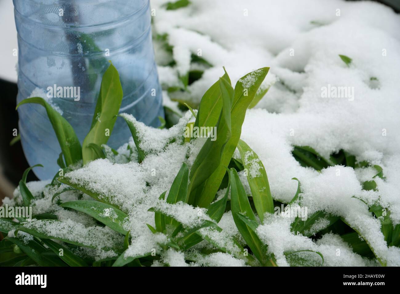 Überwinterung von Innen- und Gartenpflanzen im Freien. Die grünen Blätter der Balkonpflanzen sind in der Wintersaison mit dem ersten Schnee bedeckt Stockfoto