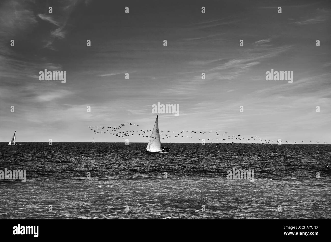 Die Vögel und das Segel - Outdoor-Szene auf dem Lake Ontario mit bewölktem Himmel, dunklem Wasser und einem kleinen Segelboot, das mit einem Vogelschwarm konkurriert. Stockfoto