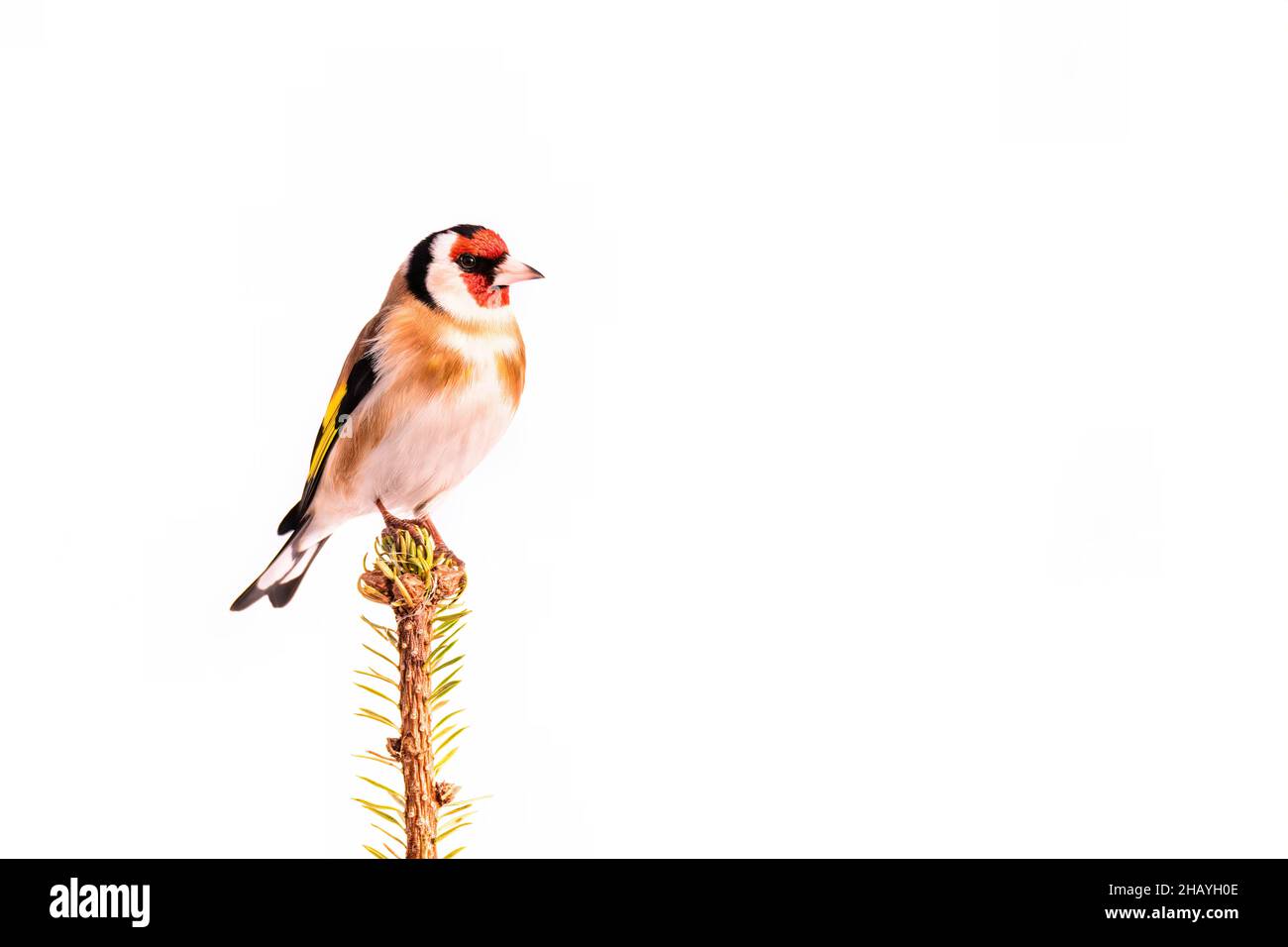 Europäischer Goldfink, der vor einem verschwommenen Hintergrund auf einem Ast steht Stockfoto