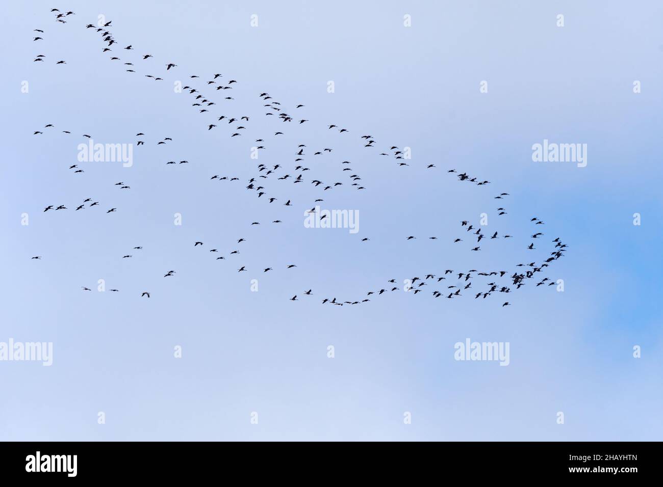 Große Herde von Sandhill Cranes on Migration in der Nähe des Platte River und Kearney, Nebraska Stockfoto