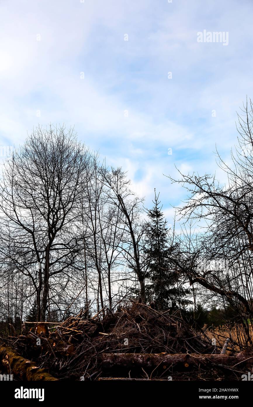 Waldarbeit im Herbst - vor dem Beginn des Winters wird totes und verfaultes Holz aus dem Wald entfernt Stockfoto