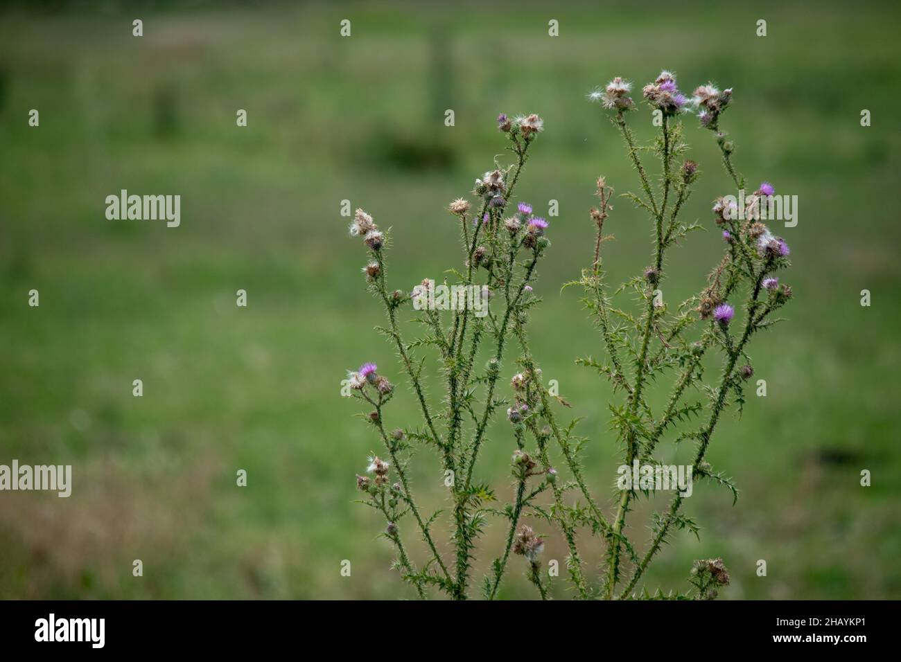 Purple Thistle Wildblumen Blühen Im Green Meadow Field Stockfoto