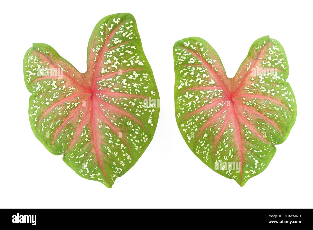 Caladiums bicolor Pflanze isoliert auf weißem Hintergrund Stockfoto