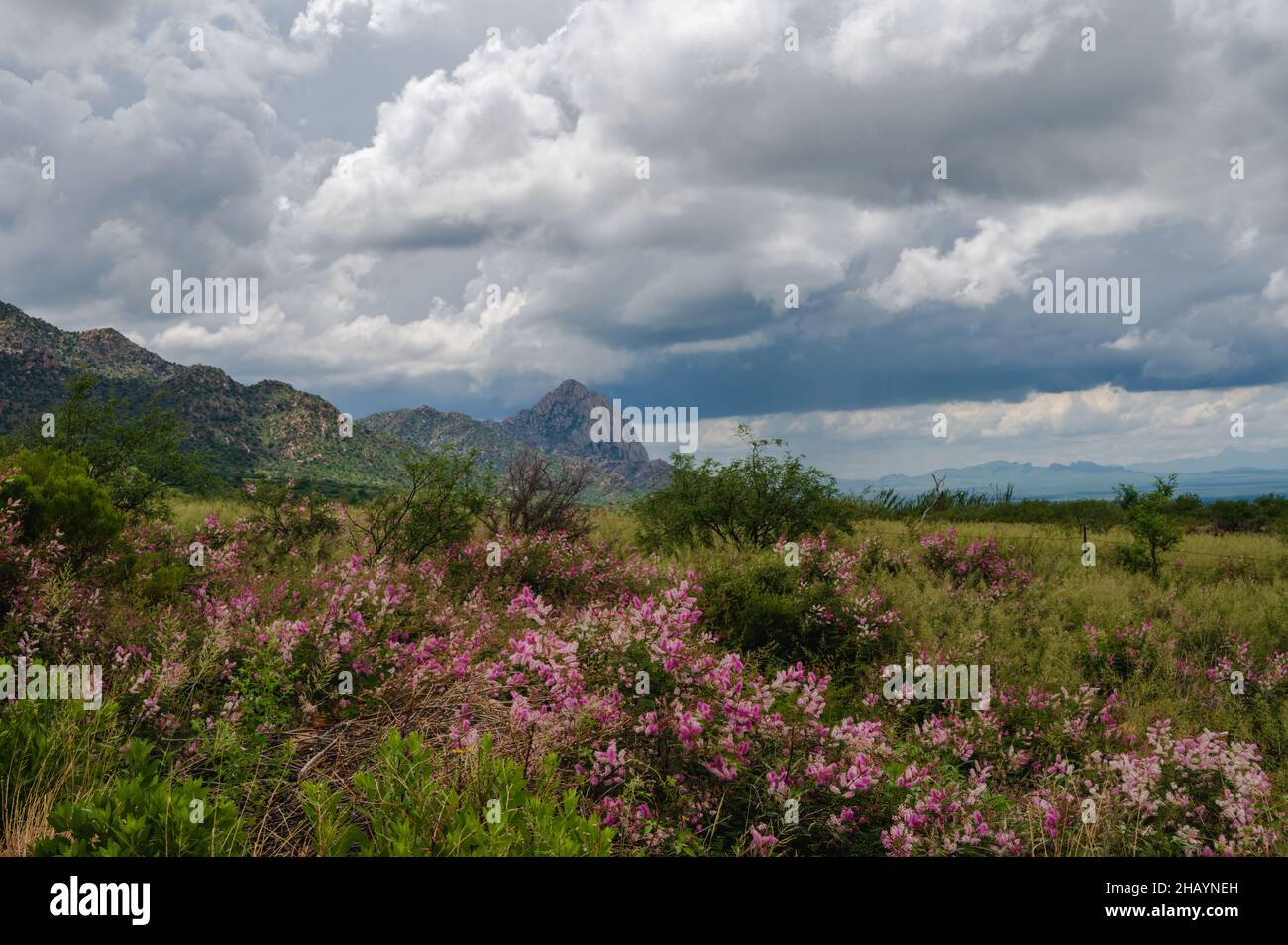 Rosafarbene Wildblumen am Madera Canyon im Süden Arizonas Stockfoto