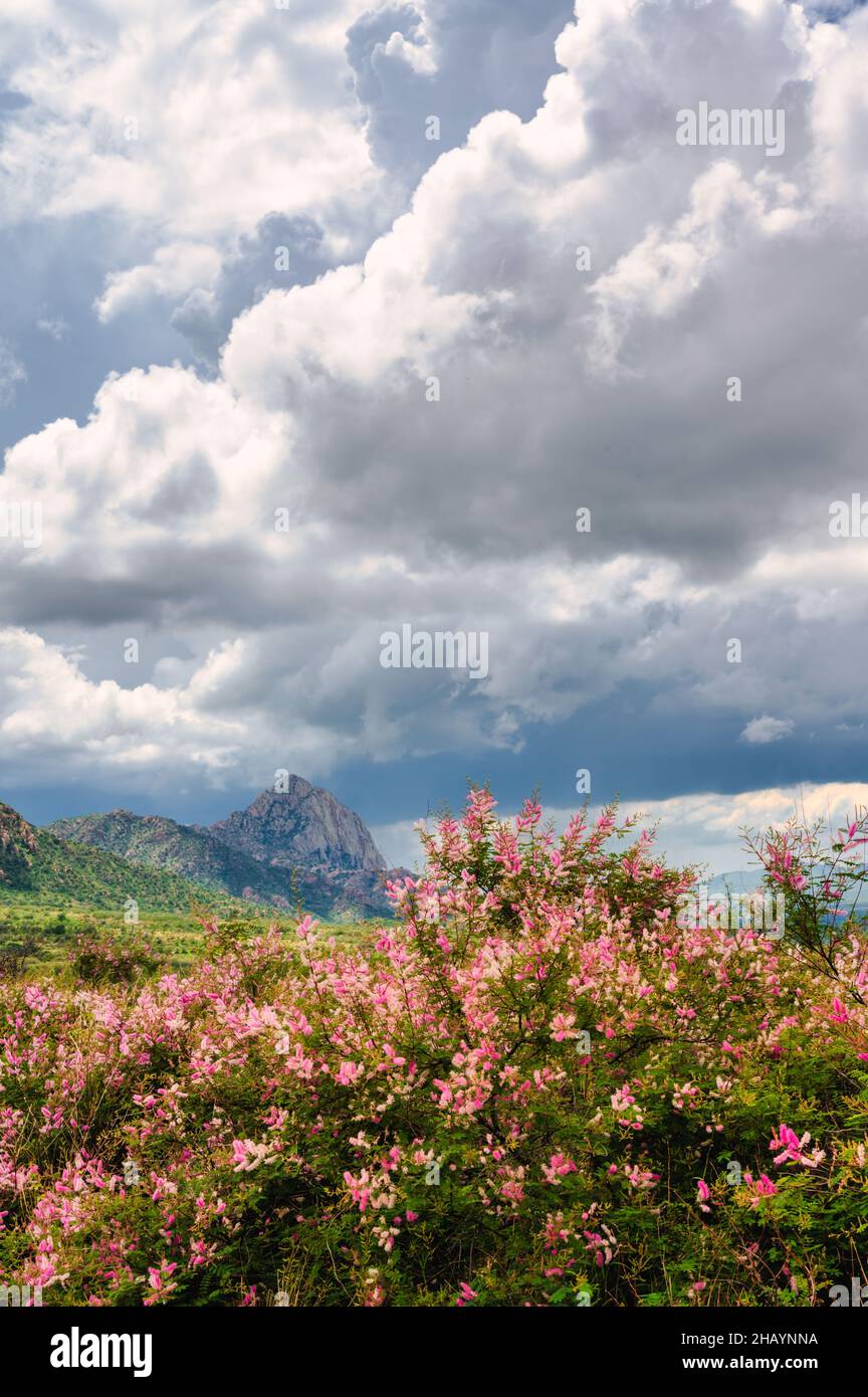 Rosafarbene Wildblumen am Madera Canyon im Süden Arizonas Stockfoto