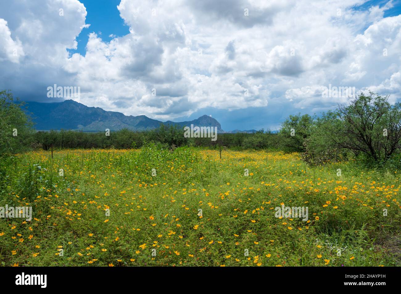 Gelbe und rosa Wildblumen auf einer Weide, Santa Rita Mountains Arizona Stockfoto