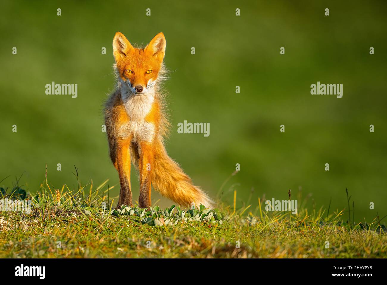 Red Fox mit Kit Stockfoto