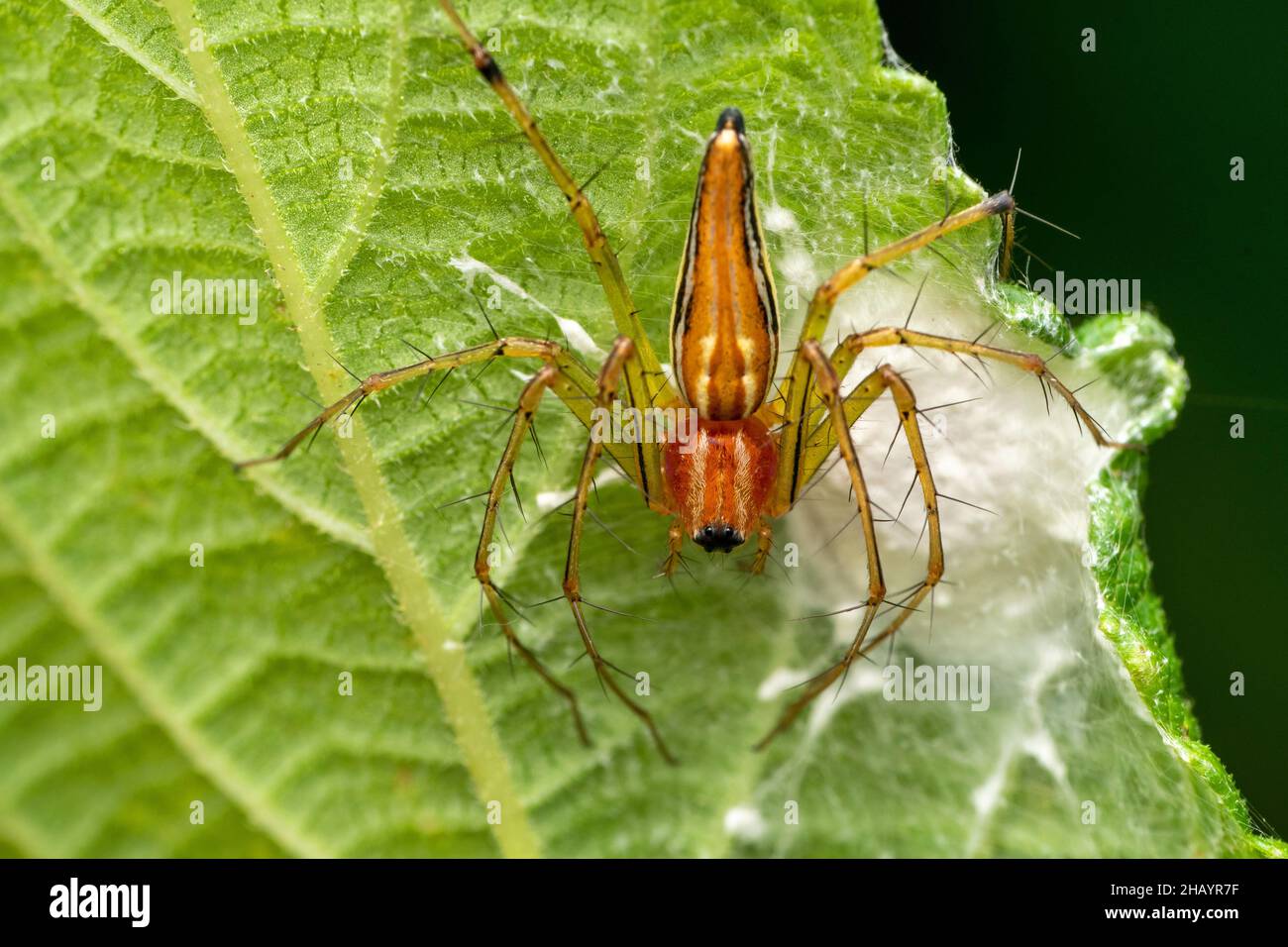 Mütterliche Betreuung in Lynx Spider, Oxyopes pankajii, Satara, Maharashtra, Indien Stockfoto