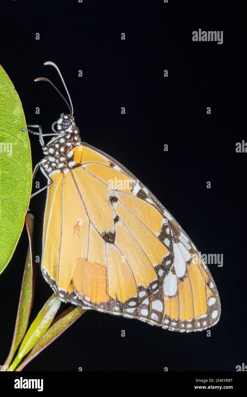 Schmetterling des schlichten Tigers (Danaus chrysippus). Nymphidae : Bürstenfüßige Schmetterlinge, Satara, Maharashtra, Indien Stockfoto