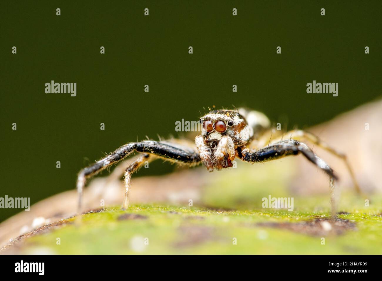 Porträt der springenden Spinne, Phintella versicolor, Satara, Maharashtra, Indien Stockfoto