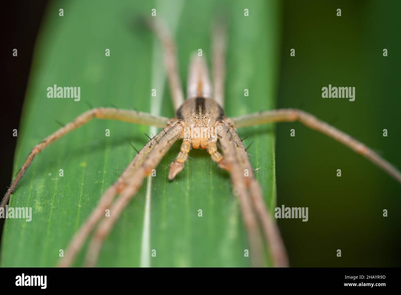 Portrait der Baumschule Netzspinne, Pisaura mira, Satara, Maharashtra, Indien Stockfoto