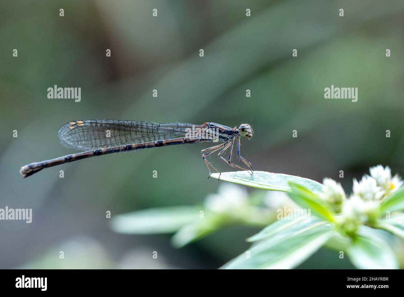 Gelber Buschdart, Copera marginipes, Satara, Maharashtra, Indien Stockfoto