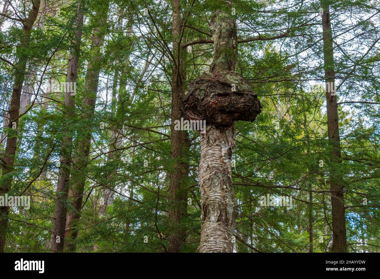 Kettle Pond State Park, Groton, Vermont Stockfoto