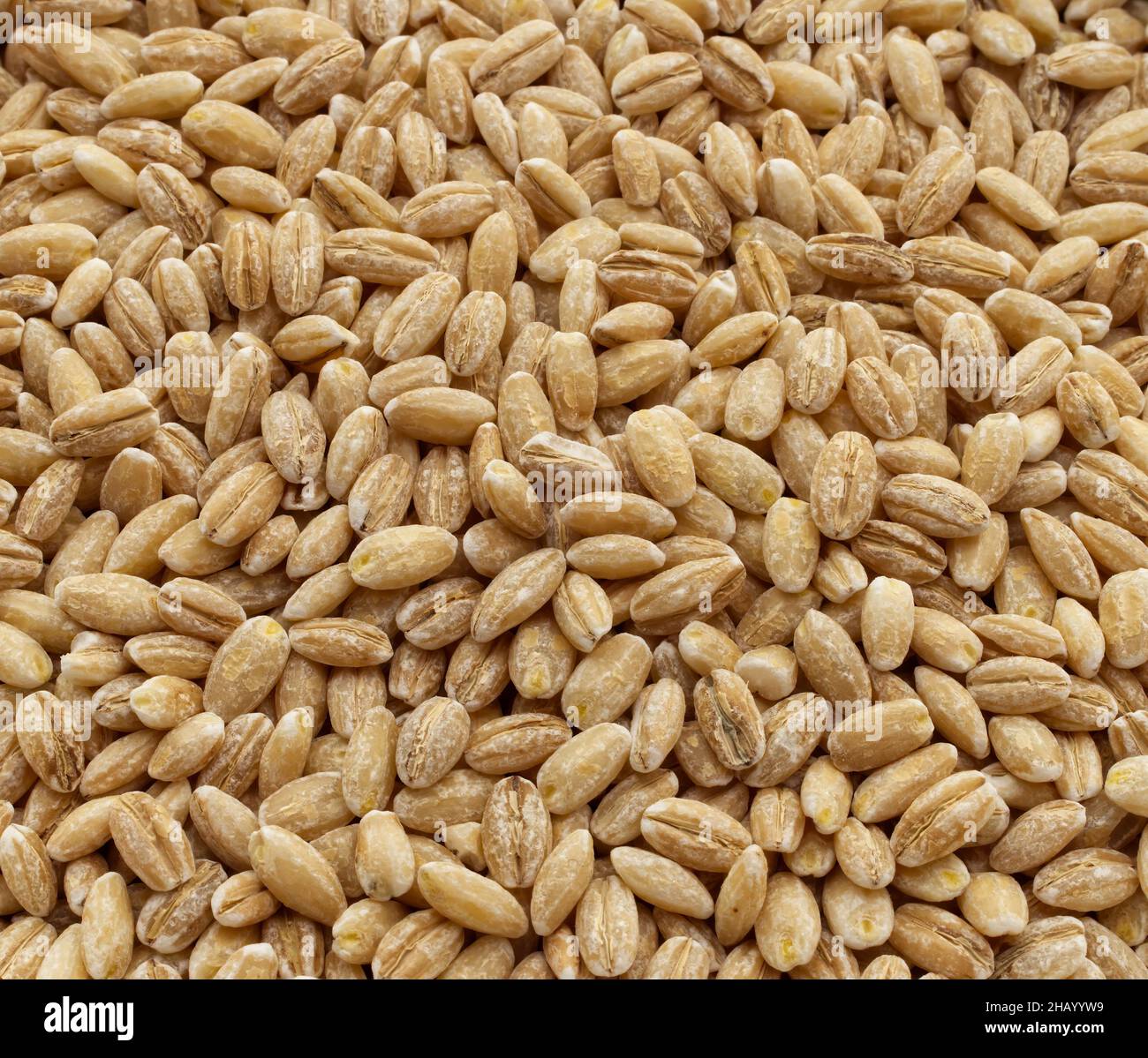 Hintergrund der natürlichen Gerstenkörner Blick von oben Stockfoto