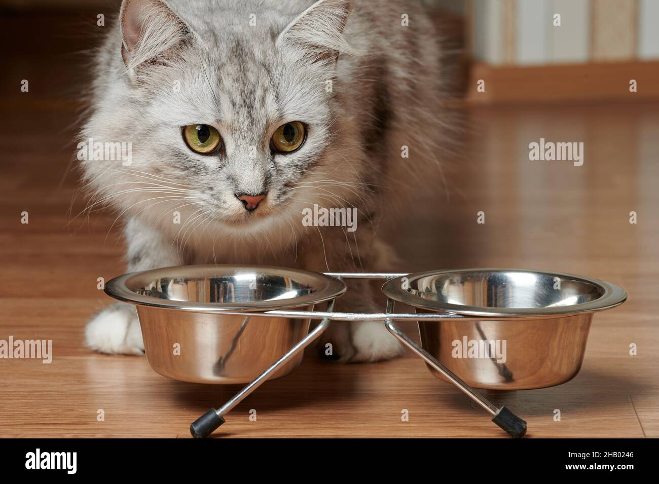 Hauskatze essen ihr Futter aus Metallschüsseln Nahaufnahme Stockfoto