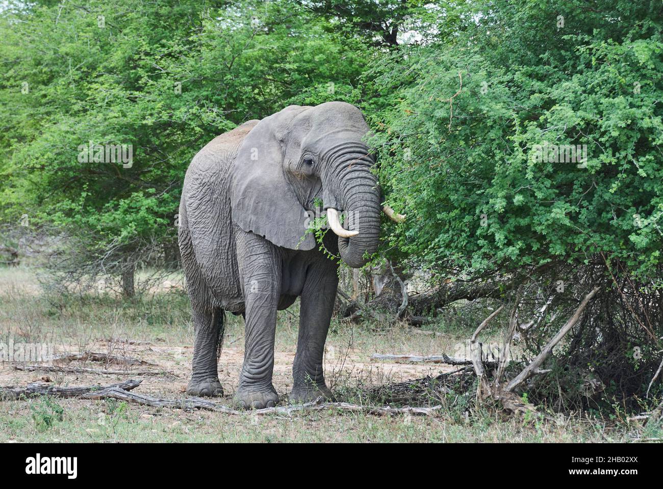Großer afrikanischer Elefantenbulle, Loxodonta, steht in der karden Landschaft des afrikanischen Busches Stockfoto