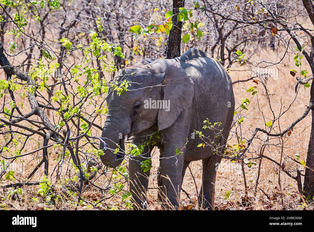 der afrikanische Elefant, Loxodonta, steht im afrikanischen Busch Stockfoto