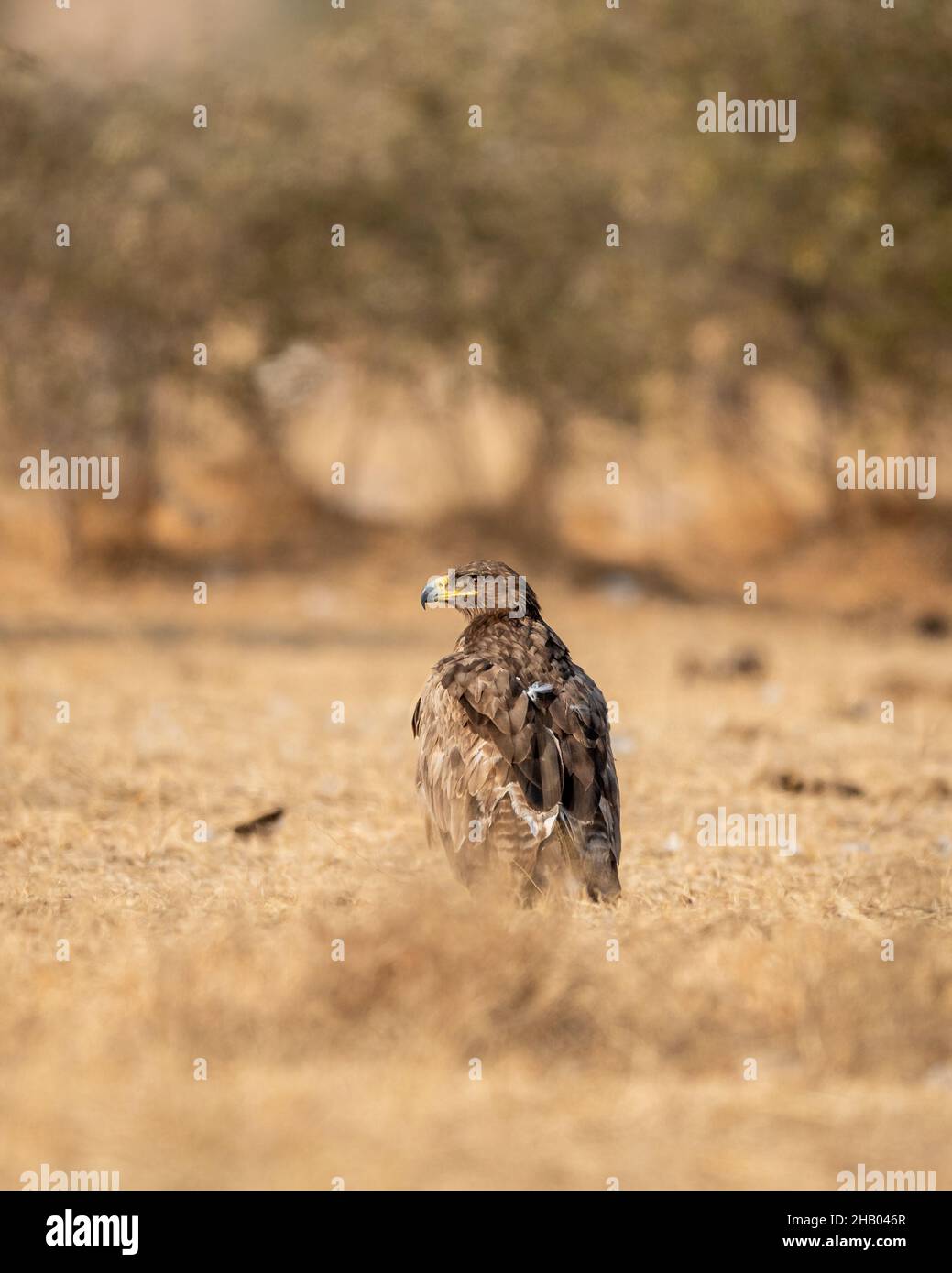 Steppenadler oder Aquila nipalensis Porträt oder Nahaufnahme auf dem Boden in einem offenen Feld während der Winterwanderung im Jorbeer Naturschutzgebiet bikaner rajas Stockfoto