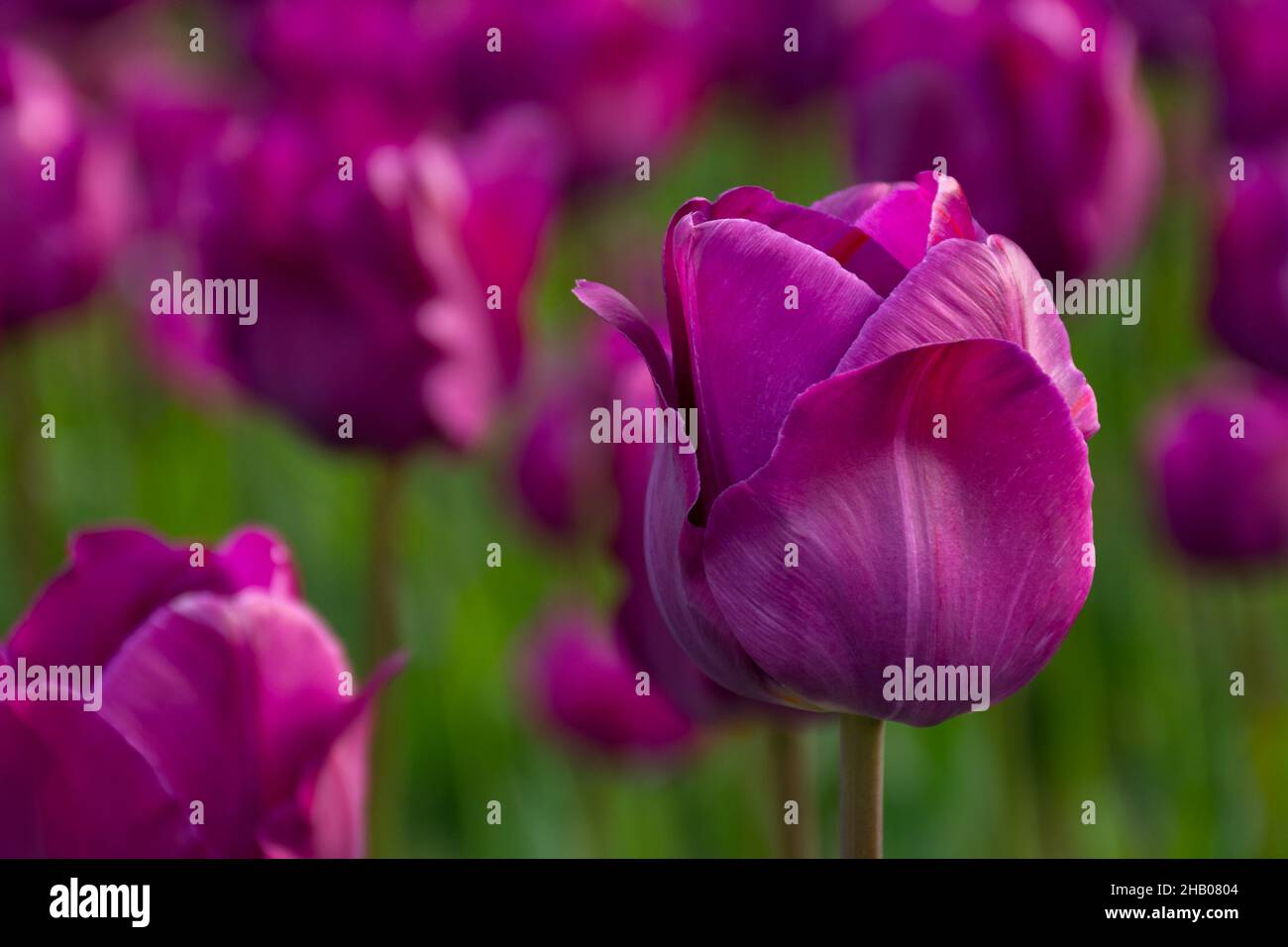 Blühende lila Tulpenblüten im Garten. Schöne florale Nahaufnahme Natur Hintergrund im Frühjahr Stockfoto