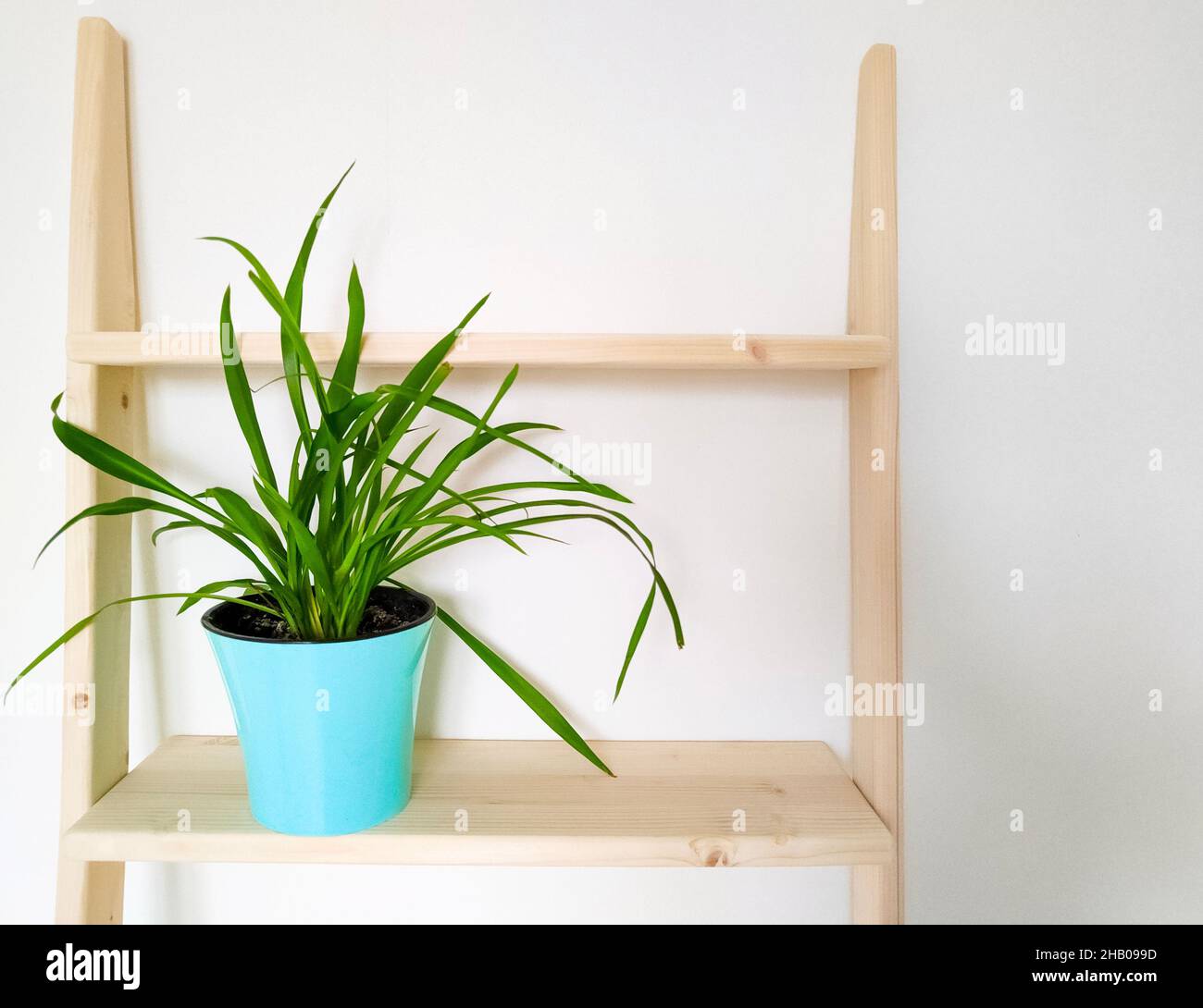Grüne Pflanze in blauem Topf im weißen skandinavischen Interieur Stockfoto