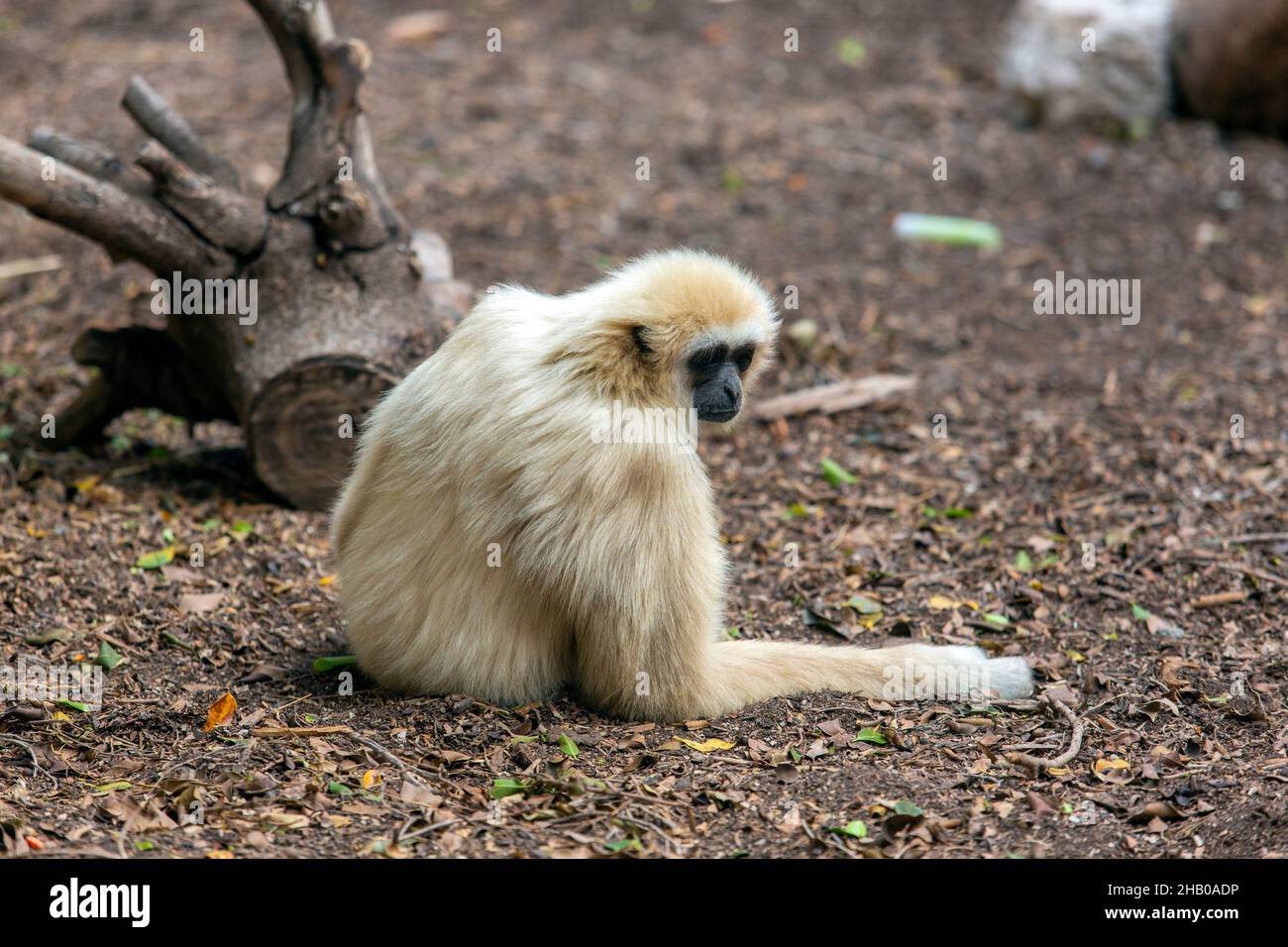 Schöner grauer Langur-Affe, der auf dem Boden liegt Stockfoto