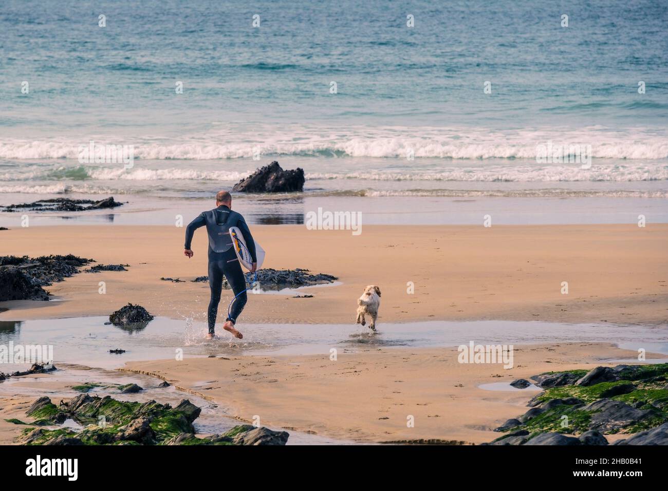 Ein Surfer, der sein Surfbrett trägt, läuft mit seinem Hund in Newquay in Cornwall zum Meer. Stockfoto