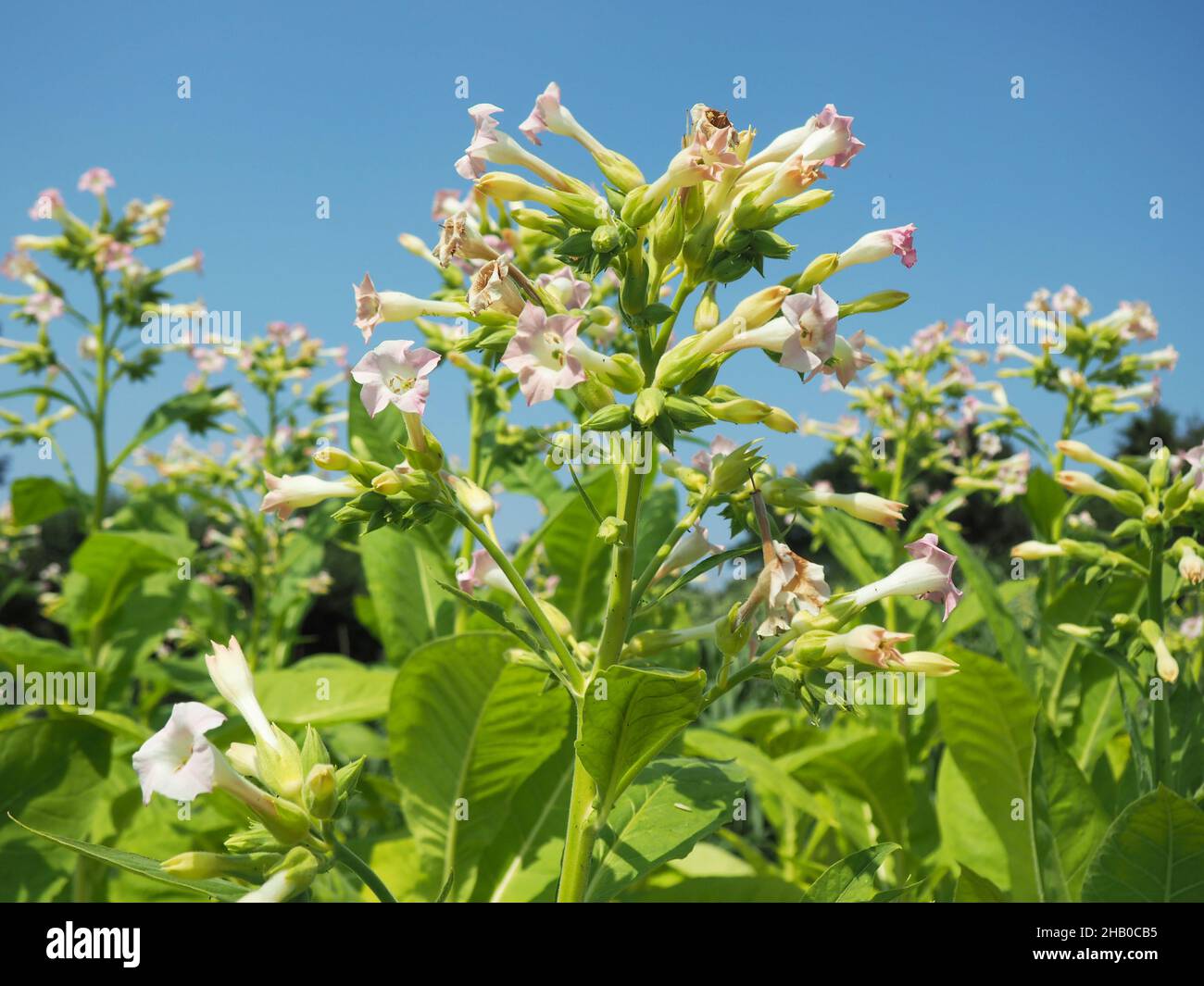 Grün Tabak Blätter und Blüten Stockfoto