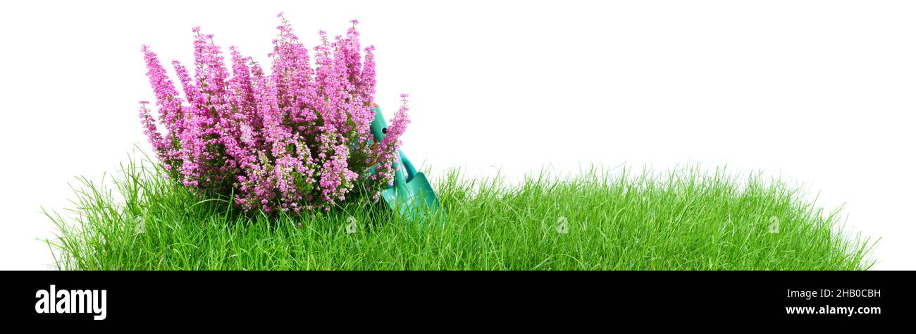 Gartenpanorama mit Gras und Blume isoliert auf weißem Hintergrund Stockfoto