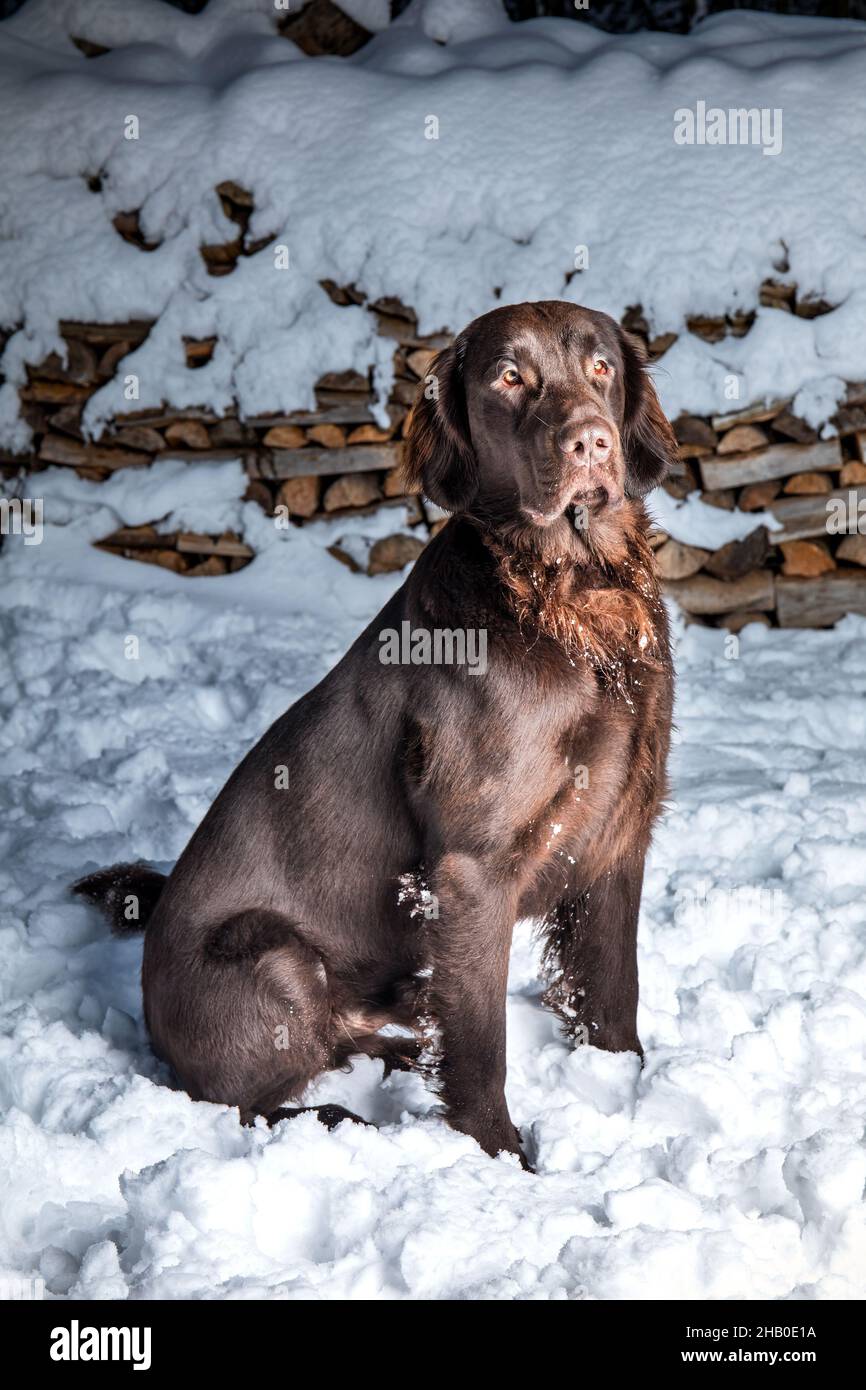 Schöner junger Hund. Brown Flat coated Retriever Hund sitzt im Schnee. Jagdhund im Winter. Stockfoto