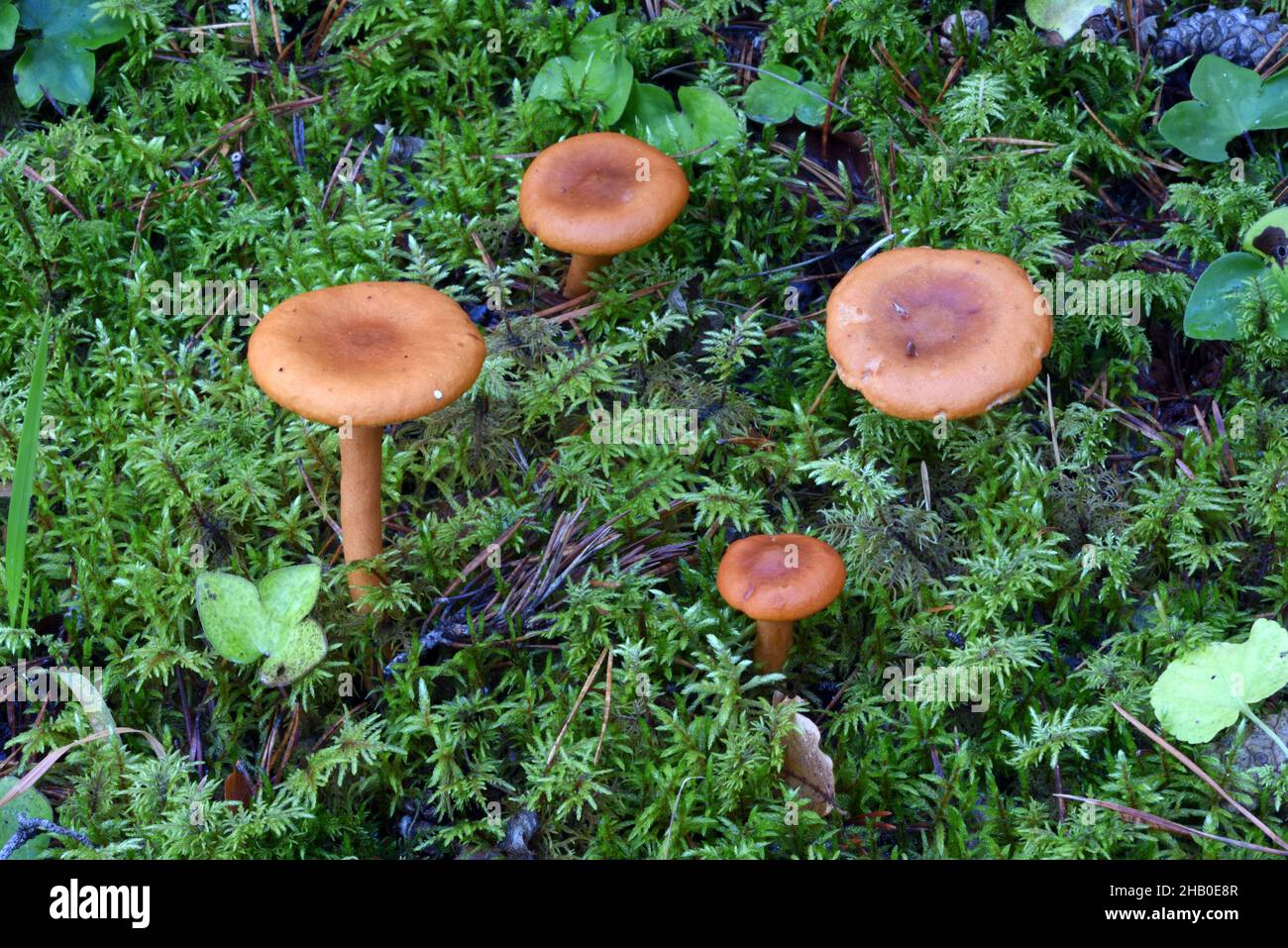 Gruppe von vier wachsartigen Laccaria-Pilzen oder Pilzen, Laccaria laccata, auch bekannt als The Deceiver Stockfoto