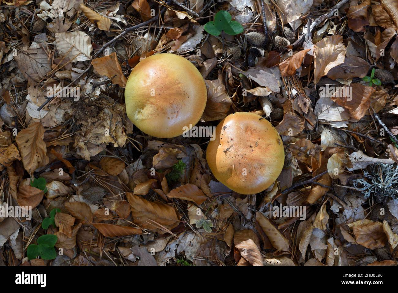 Paar oder zwei bittere Bolete-Pilze, Tylopilus feleus, alias bitter tylopilus, wachsen unter toten Blättern oder Blattlitter auf Waldboden Stockfoto