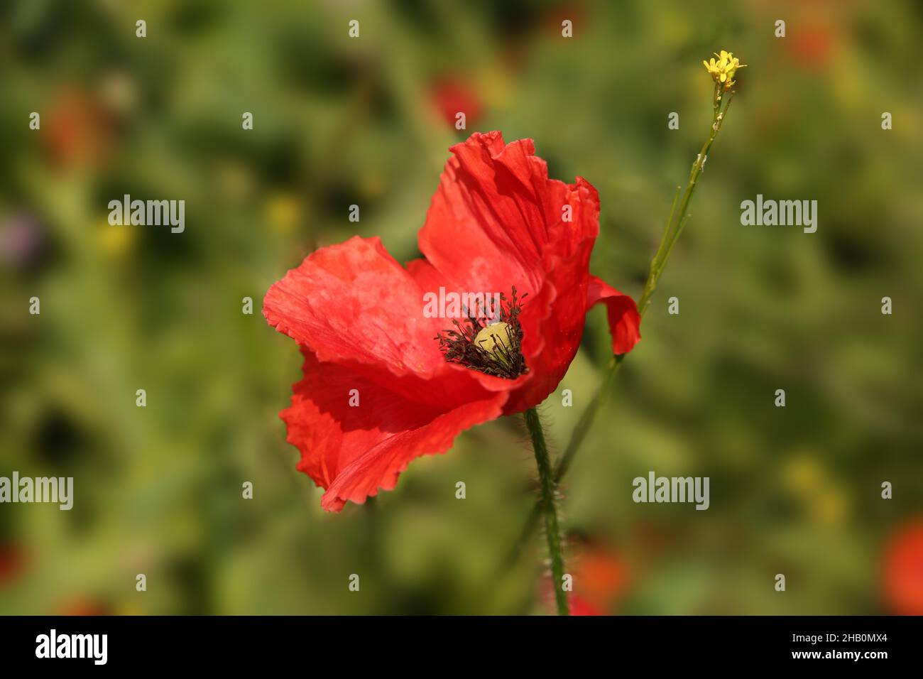 Schöne einzelne rote Mohnblume in Bloon mit grünen Pflanzen und Lavendel im Hintergrund. Stockfoto