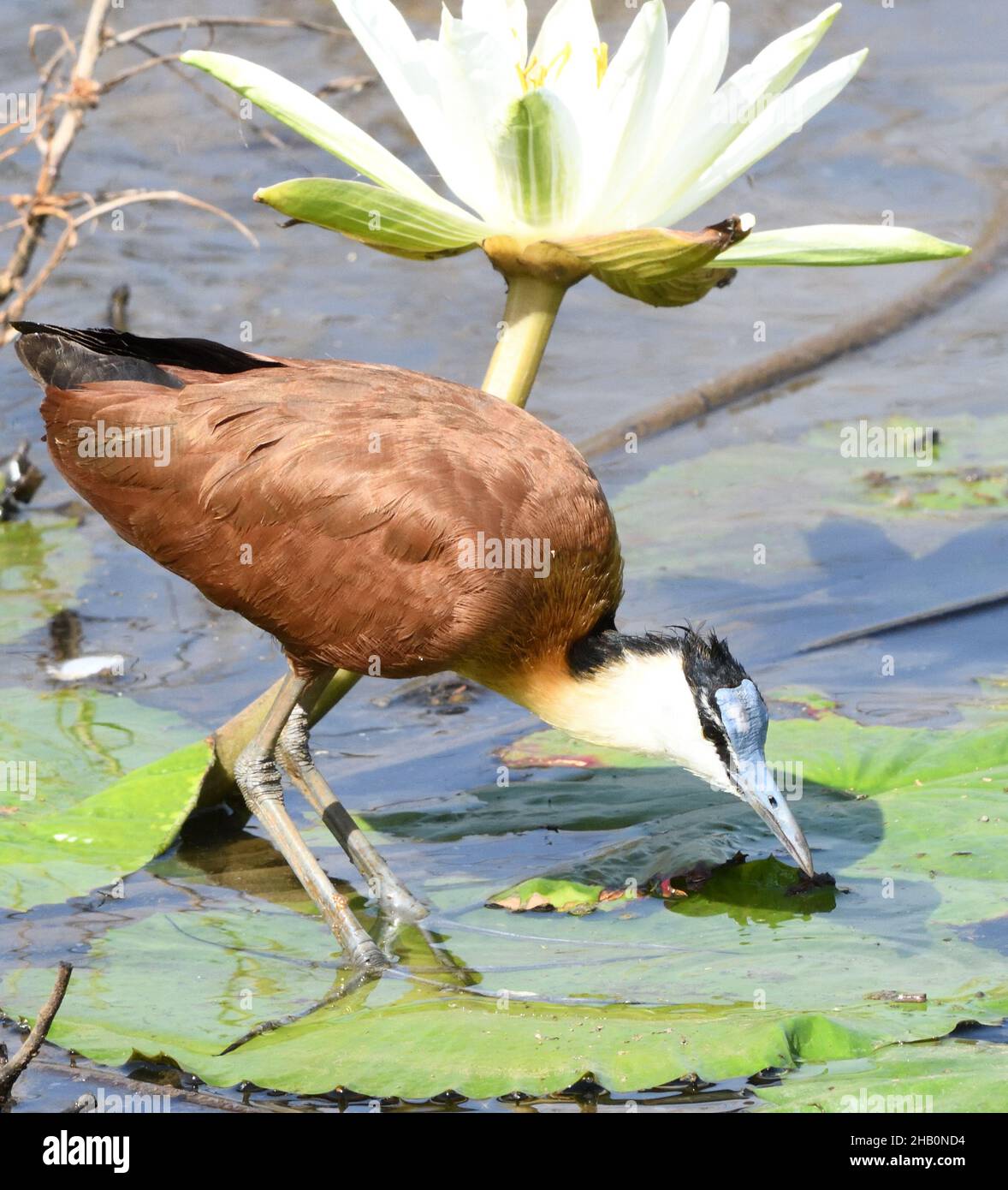 Ein afrikanisches Jacana (Actophilornis africanus), das nach wirbelloser Nahrung sucht, verwendet seine außergewöhnlich langen Zehen, um sein Gewicht zu verteilen, während es über wa läuft Stockfoto