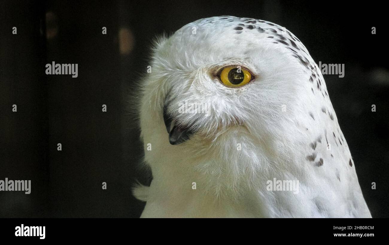 Erwachsenes Weibchen. Von nachtaktiv verschneiter Eule oder Polareule. Bubo scandiacus Arten aus den arktischen Regionen Nordamerikas und der Paläarktis. Falknerei Vögel von Stockfoto