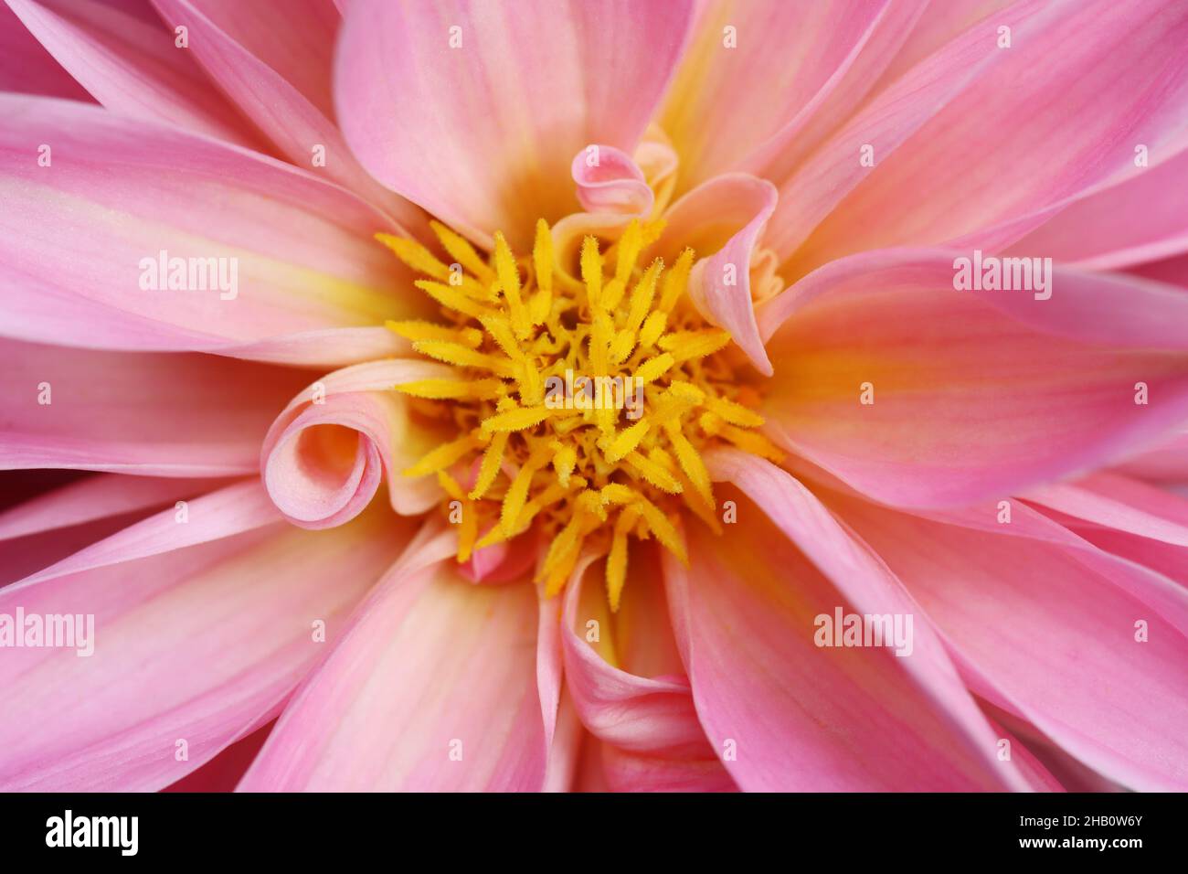 Nahaufnahme einer Dahlia-Blume mit Fokus auf die Staubgefäße und mit Blick von oben Stockfoto