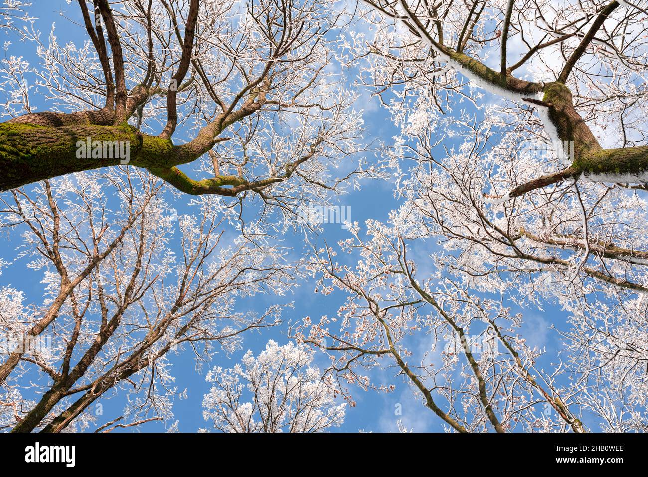 Blick von unten auf einen Winter verschneiten Bäumen in den blauen Himmel. Frostige Äste mit Reifrostzweigen an einem sonnigen Tag. Landschaftsfotografie Stockfoto