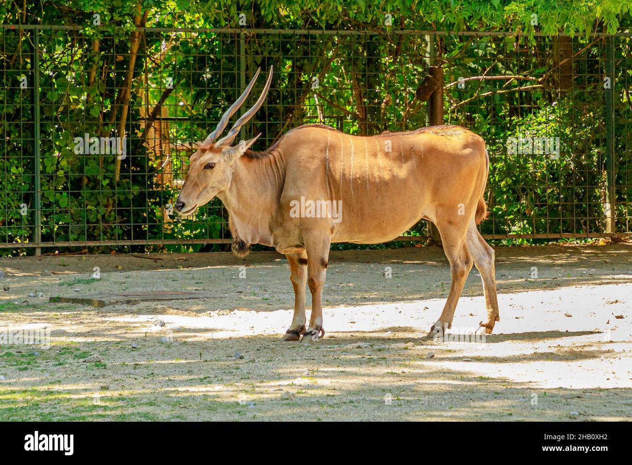 Gewöhnliches Eland, Taurotragus oryx. Eine Antilopenart aus dem Buschland Südafrikas. Nahaufnahme und Seitenansicht. Safari mit Wildfahrten. Stockfoto