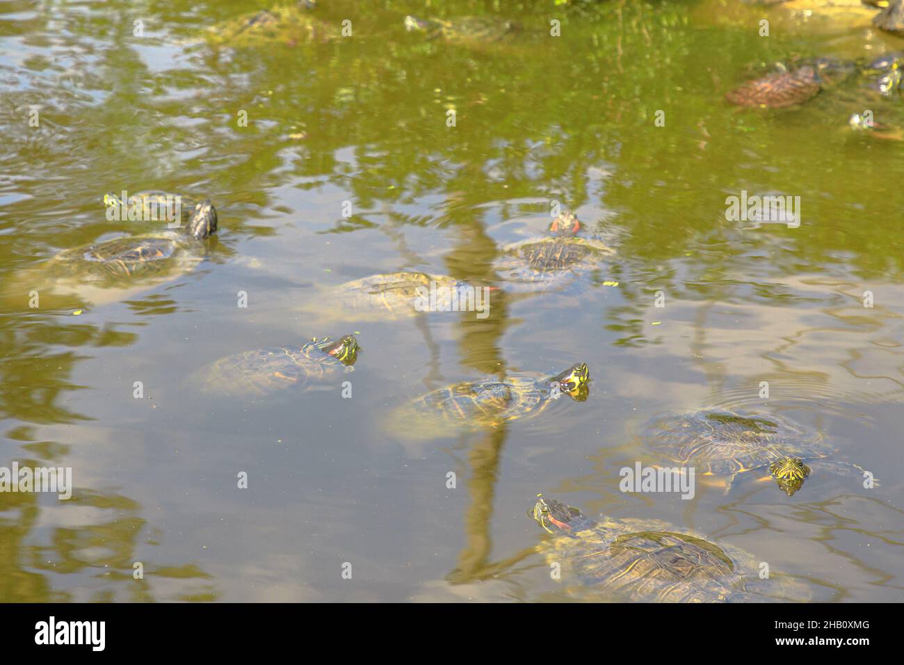 Die Trachemys scripta elegans der Familie Emydidae schwimmende Rotohrschildkröte in einem Teich. Erwachsene von beliebten Haustier Schildkröte in den Vereinigten Staaten. Nativ in Stockfoto