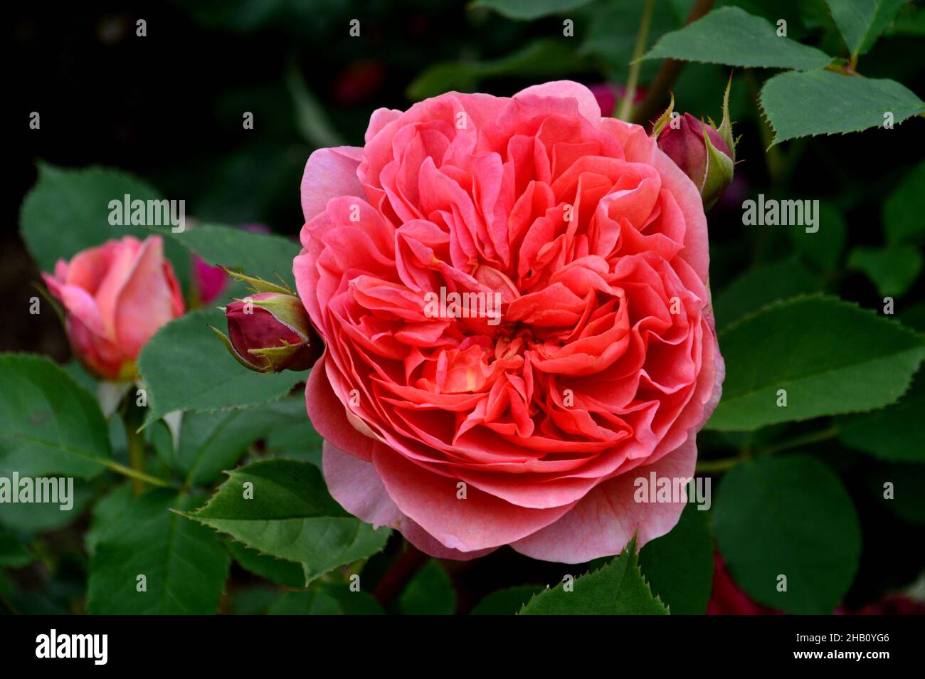 David Austin Rosa 'Boscobel' Rose in doppelter Korallenrosa, die im Rosengarten von Lowther Castle, Lake District National Park, Cumbria, England, Großbritannien, angebaut wird. Stockfoto