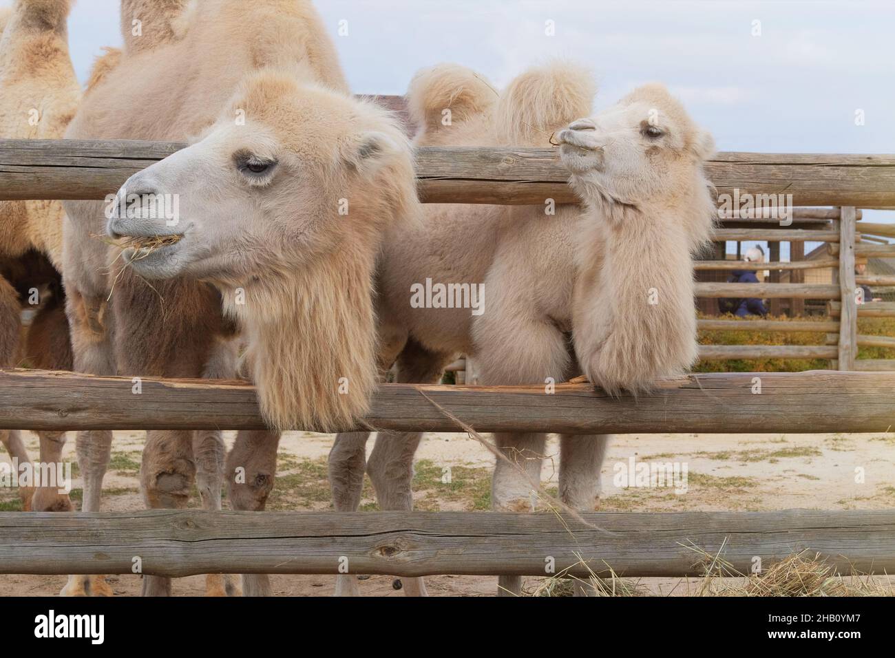 Zwei baktrische weiße Kamele, die im Zoo Heu fressen, aus der Nähe. Halten von wilden Tieren in zoologischen Parks. Stockfoto
