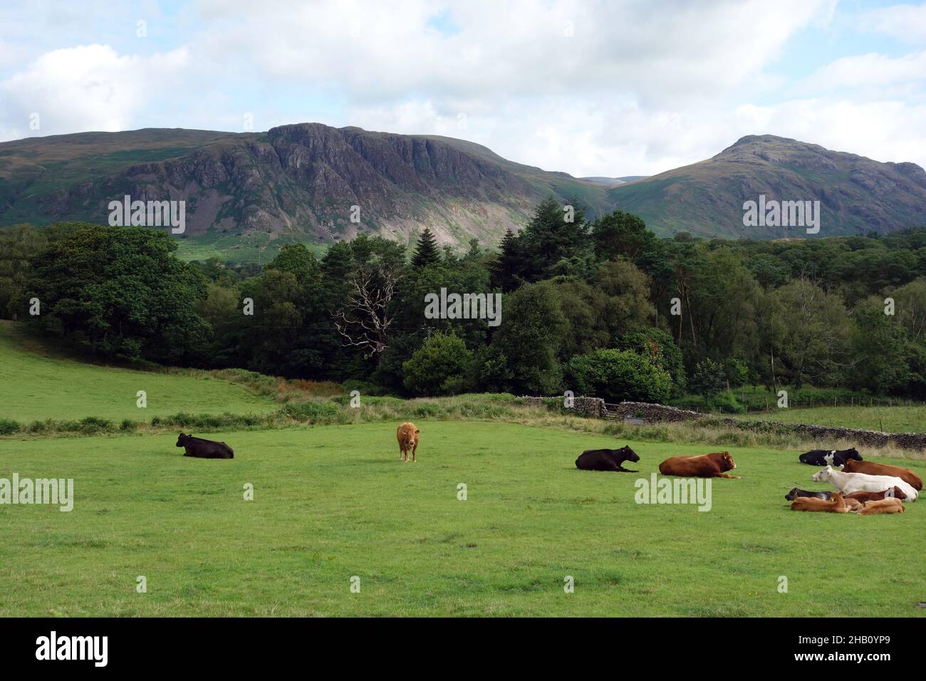 The Wainwrights 'Buckbarrow & Middle Fell' von Easthwaite Farm, Nether Wasdale im Wasdale Valley, Lake District National Park, Cumbria, England, Großbritannien Stockfoto