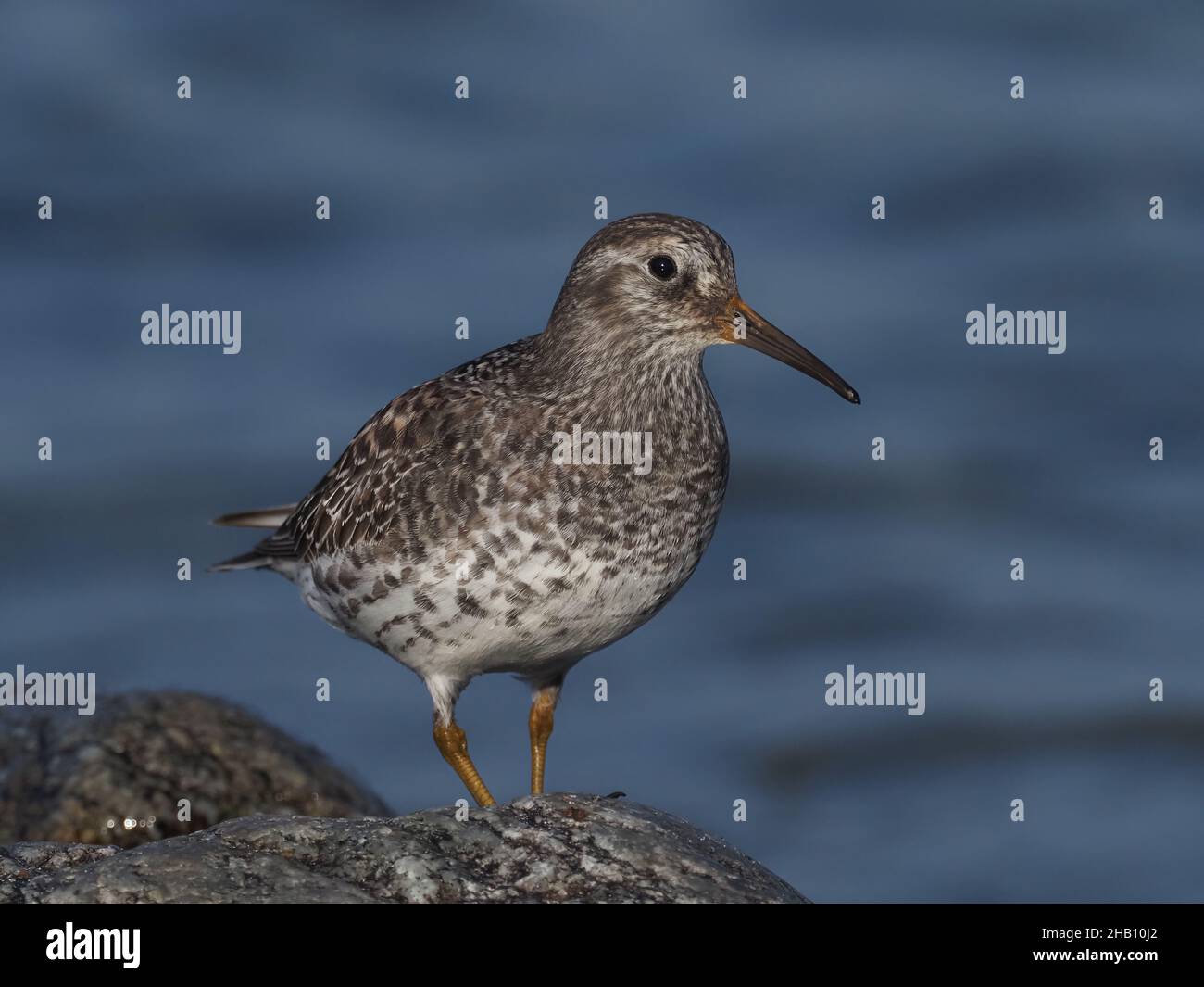 Purpurläufer ernähren sich an Felsen und sandigen Ufern. In den Gesteinen, die sie nach Nahrung sondieren, ernähren sie sich auch von Algen, wo es reichlich Insektenleben gibt. Stockfoto