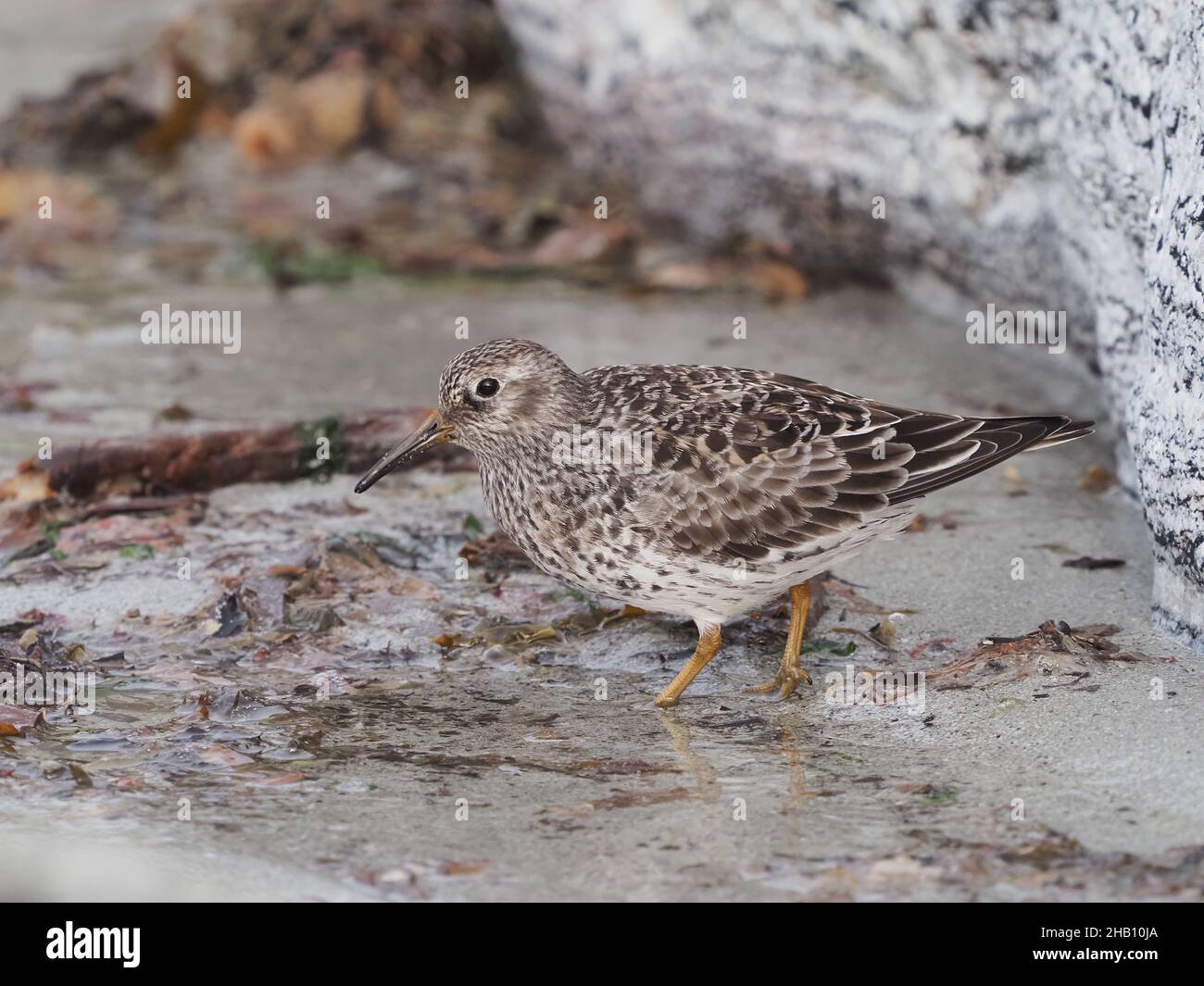 Purpurläufer ernähren sich an Felsen und sandigen Ufern. In den Gesteinen, die sie nach Nahrung sondieren, ernähren sie sich auch von Algen, wo es reichlich Insektenleben gibt. Stockfoto