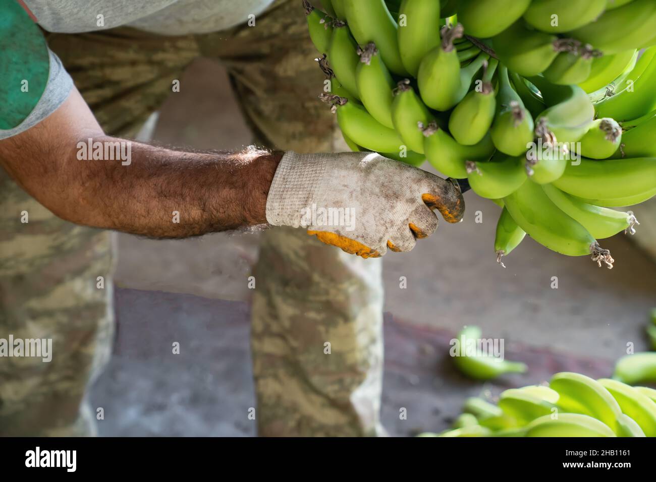 Bananenindustrie. Mann in Arbeitshandschuhen Arten von grünen Bananen. Vorbereitung von Bananen für den Großhandel.. Seitenansicht. Stockfoto
