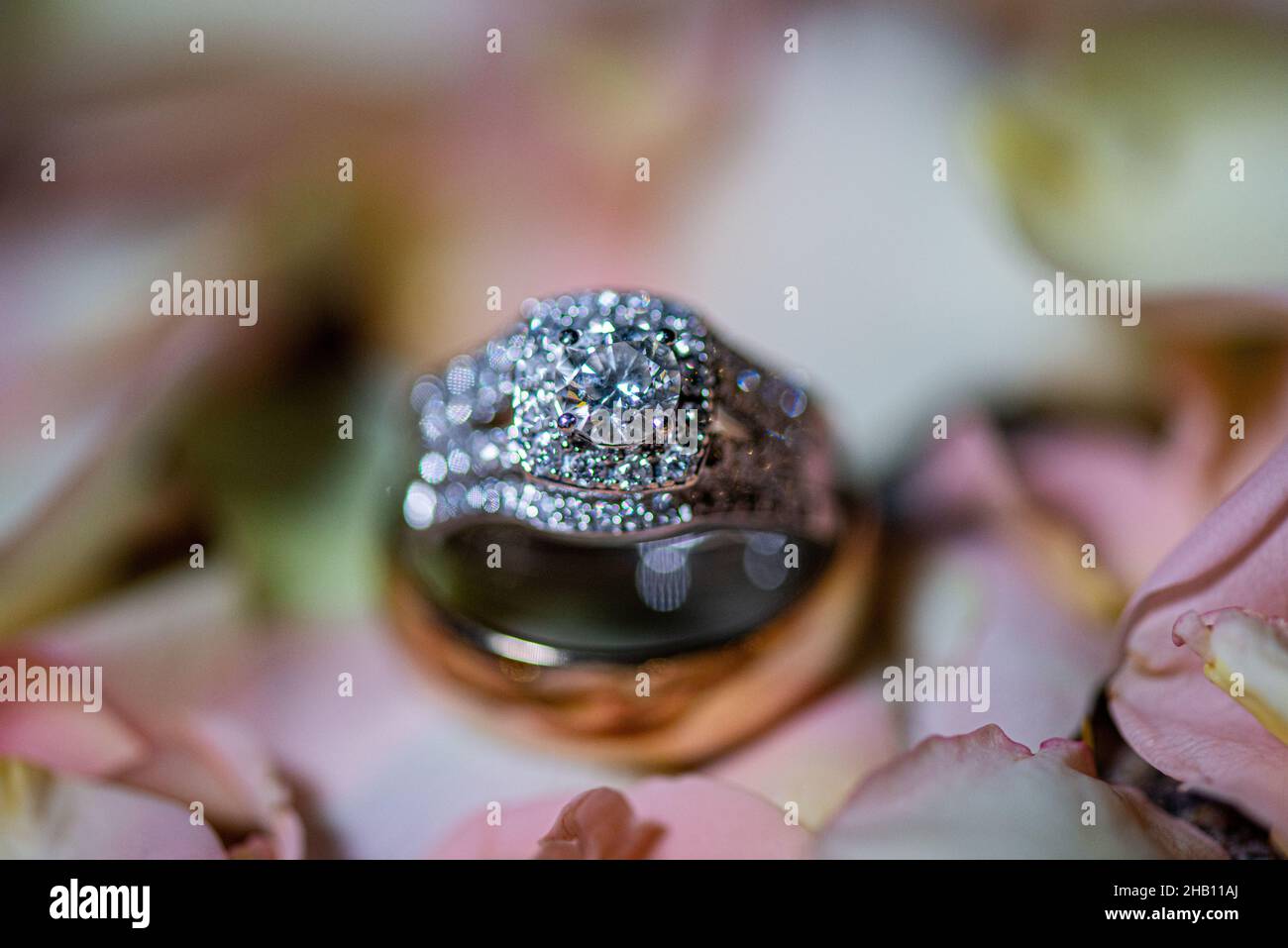 Hochzeitsringe aus Weißgold mit Diamanten auf dem Bett aus rosa Blütenpedalen Stockfoto