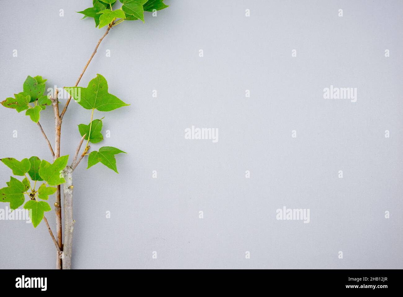 Frische grüne Blätter Hintergrund. Organic Ahorn Pflanze Stamm floral Zweig verziert Arrangement flach legen auf sauber minimal pastellgrau mit Platz. Stockfoto