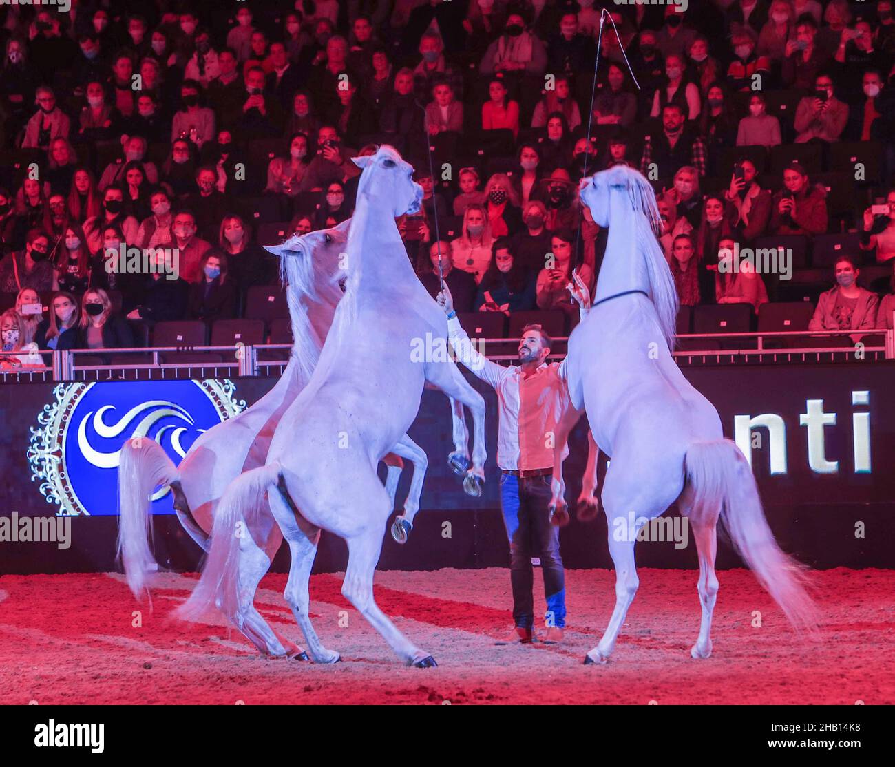 London UK 16. Dezember 2021 Ich freue mich sehr, wieder zur London International Horse Show zu kommen. Die Atmosphäre auf der Show ist elektrisierend und ich bin begeistert, meine unglaublichen Tiere in dieser neuen Vorstellung den erstaunlichen Massen präsentieren zu können“, sagte Serra. Showdirektor Simon Brooks‐ward sagte, dass wir begeistert sind, Serra nach London zu bringen. „seine Darbietungen sind unglaublich, und die Menschenmengen sind immer in Ehrfurcht darüber, wie er mit seinen Tieren kommuniziert und interagiert. Paul Quezada-Neiman/Alamy Live News Stockfoto